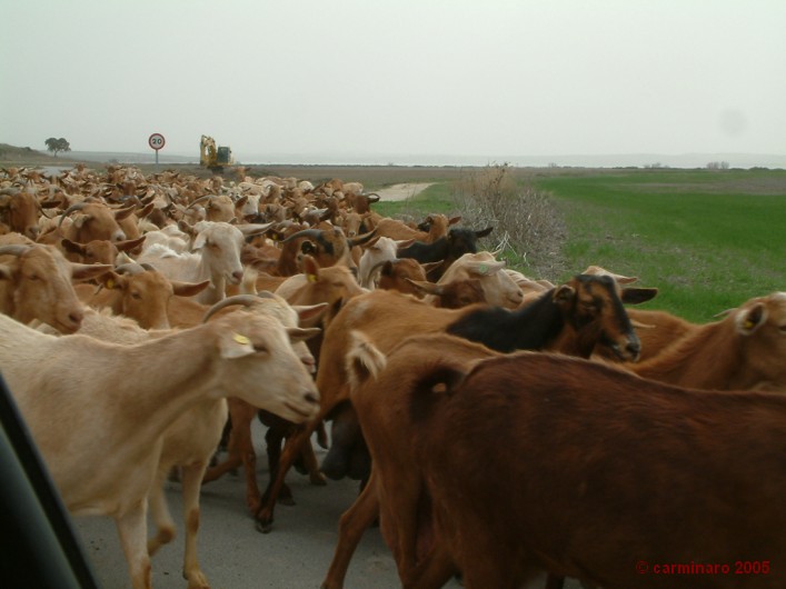 andalucia_2005_caro_284medi 707 X 530