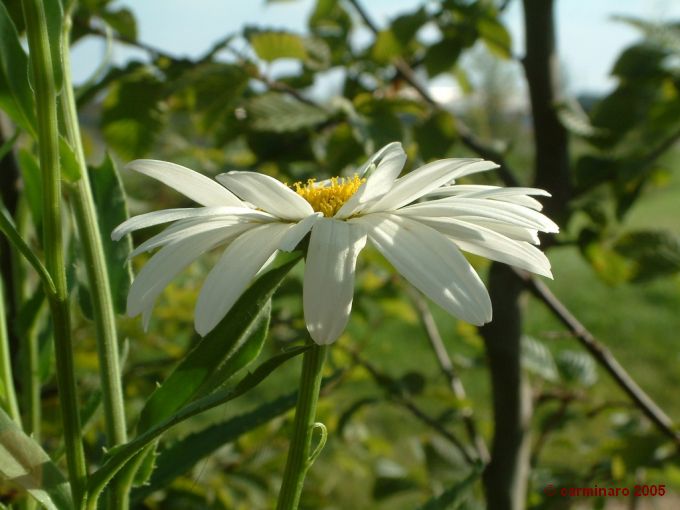 680 X 510 DSCF0441.jpg