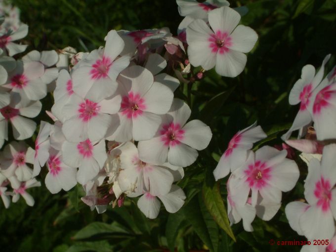 680 X 510 lagalev_2005__011.jpg