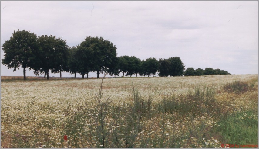 Allee