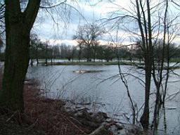 Die regelmäßigen Überschwemmungen sind ein Grund für den hohen Artenreichtum der Urdenbacher Kämpe. 